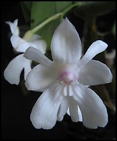Dendrobium abberans flower. A species orchid ( color)