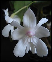 Dendrobium abberans flower. A species orchid (color)