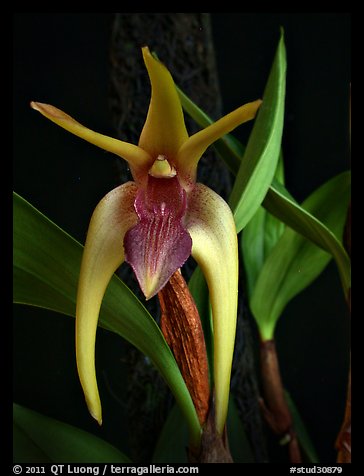 Dendrobium amplum. A species orchid (color)