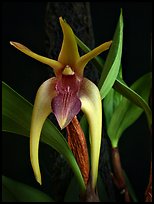 Dendrobium amplum. A species orchid