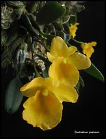 Dendrobium jenkinsii. A species orchid