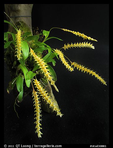 Dendrochillum pulcherrima. A species orchid (color)