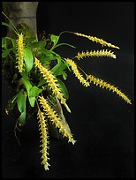 Dendrochillum pulcherrima. A species orchid ( color)