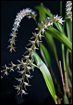 Dendrochilum curranii flower. A species orchid ( color)