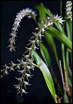 Dendrochilum curranii flower. A species orchid