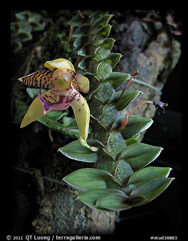 Dichaea squarrosa. A species orchid