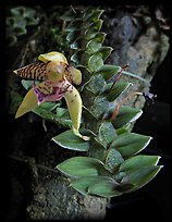 Dichaea squarrosa. A species orchid ( color)