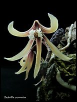 Dockrillia cucumerina. A species orchid (color)