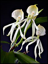 Encyclia cochliata v alba. A species orchid (color)