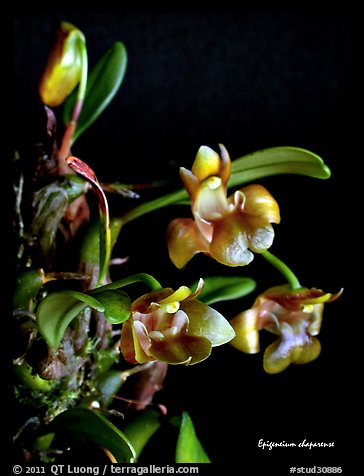 Epigeneium chaparense. A species orchid (color)