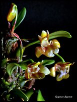 Epigeneium chaparense. A species orchid