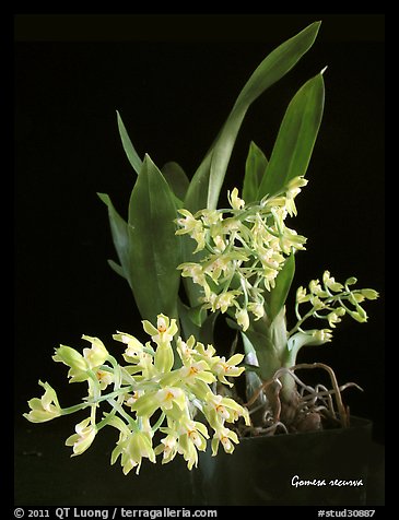 Gomesa recurva. A species orchid