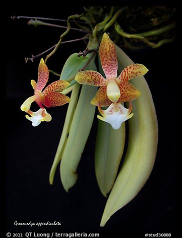 Grosourdya appendiculata. A species orchid (color)