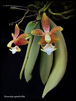 Grosourdya appendiculata. A species orchid ( color)