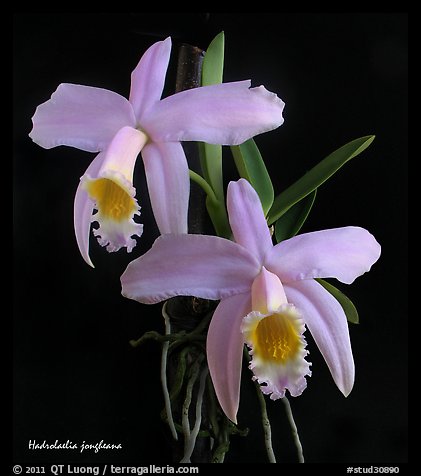 Hadrolaelia jongheana. A species orchid (color)