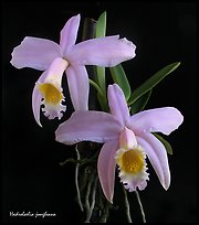 Hadrolaelia jongheana. A species orchid