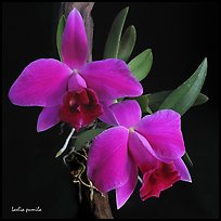 Hadrolaelia pumila. A species orchid ( color)