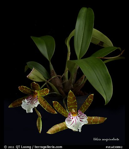 Helcia sanguinolenta. A species orchid (color)