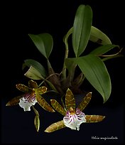 Helcia sanguinolenta. A species orchid ( color)