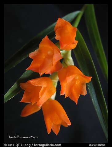 Isochillus aurantiacus. A species orchid