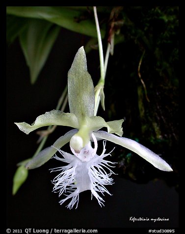 Kefersteinia mystacina flower. A species orchid