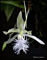 Kefersteinia mystacina flower. A species orchid ( color)