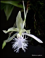 Kefersteinia mystacina flower. A species orchid