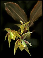 Kegeliella astropillosa. A species orchid ( color)