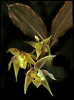 Kegeliella astropillosa. A species orchid