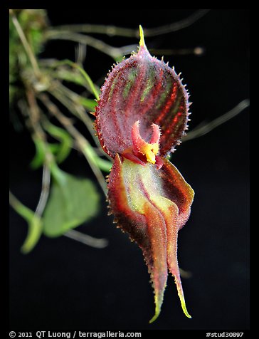 Lepanthes nycterus. A species orchid