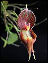 Lepanthes nycterus. A species orchid