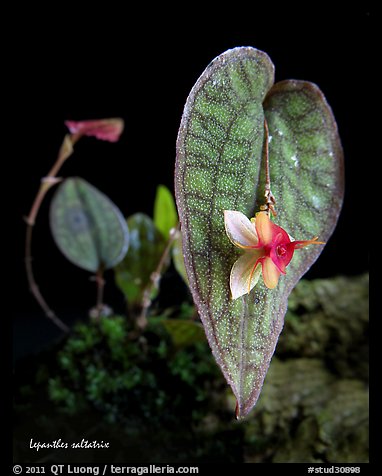 Lepanthes saltatrix. A species orchid (color)