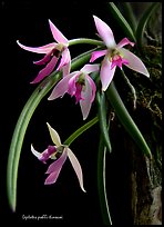 Leptotes pohli-tinocoi. A species orchid (color)