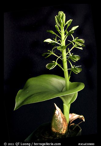 Liparis cordifolia. A species orchid (color)