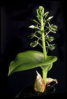 Liparis cordifolia. A species orchid (color)