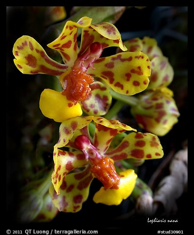 Lophiaris nana flower. A species orchid