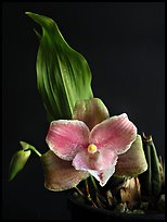 Lycaste brevispatha. A species orchid ( color)