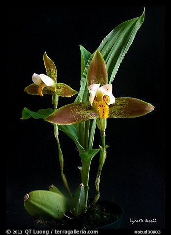 Lycaste debbie. A species orchid (color)