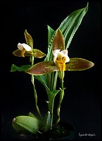 Lycaste debbie. A species orchid ( color)