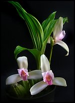 Lycaste ipala. A species orchid ( color)