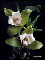 Lycaste tricolor plant. A species orchid (color)