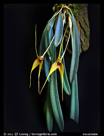 Masdevallia caesae. A species orchid