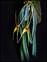 Masdevallia caesae. A species orchid ( color)