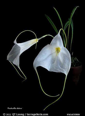 Masdevallia datura. A species orchid