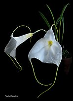 Masdevallia datura. A species orchid ( color)