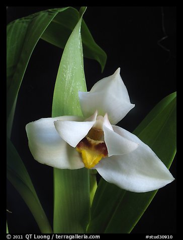 Picture/Photo: Maxillaria grandiflora. A species orchid