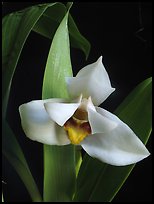 Maxillaria grandiflora. A species orchid