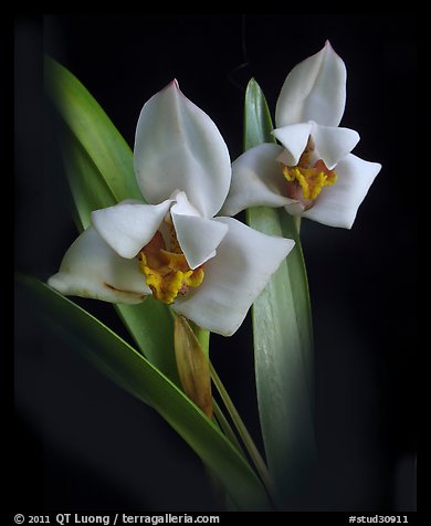 Maxillaria lehmannii. A species orchid (color)