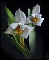 Maxillaria lehmannii. A species orchid (color)