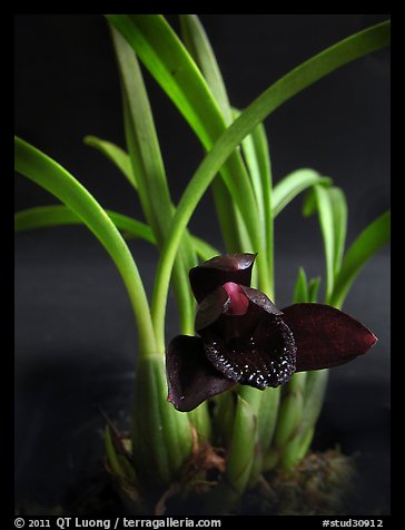 Maxillaria schunkeana. A species orchid (color)